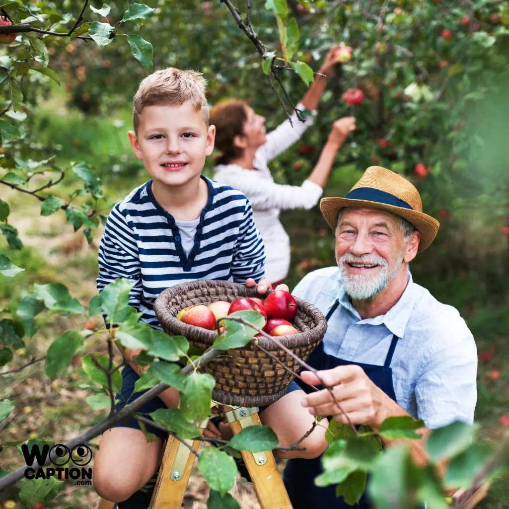 apple harvest