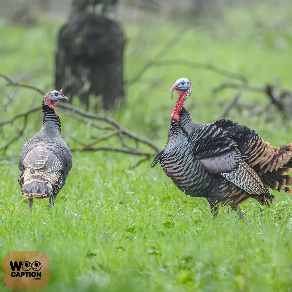 Art Of Turkey Hunting