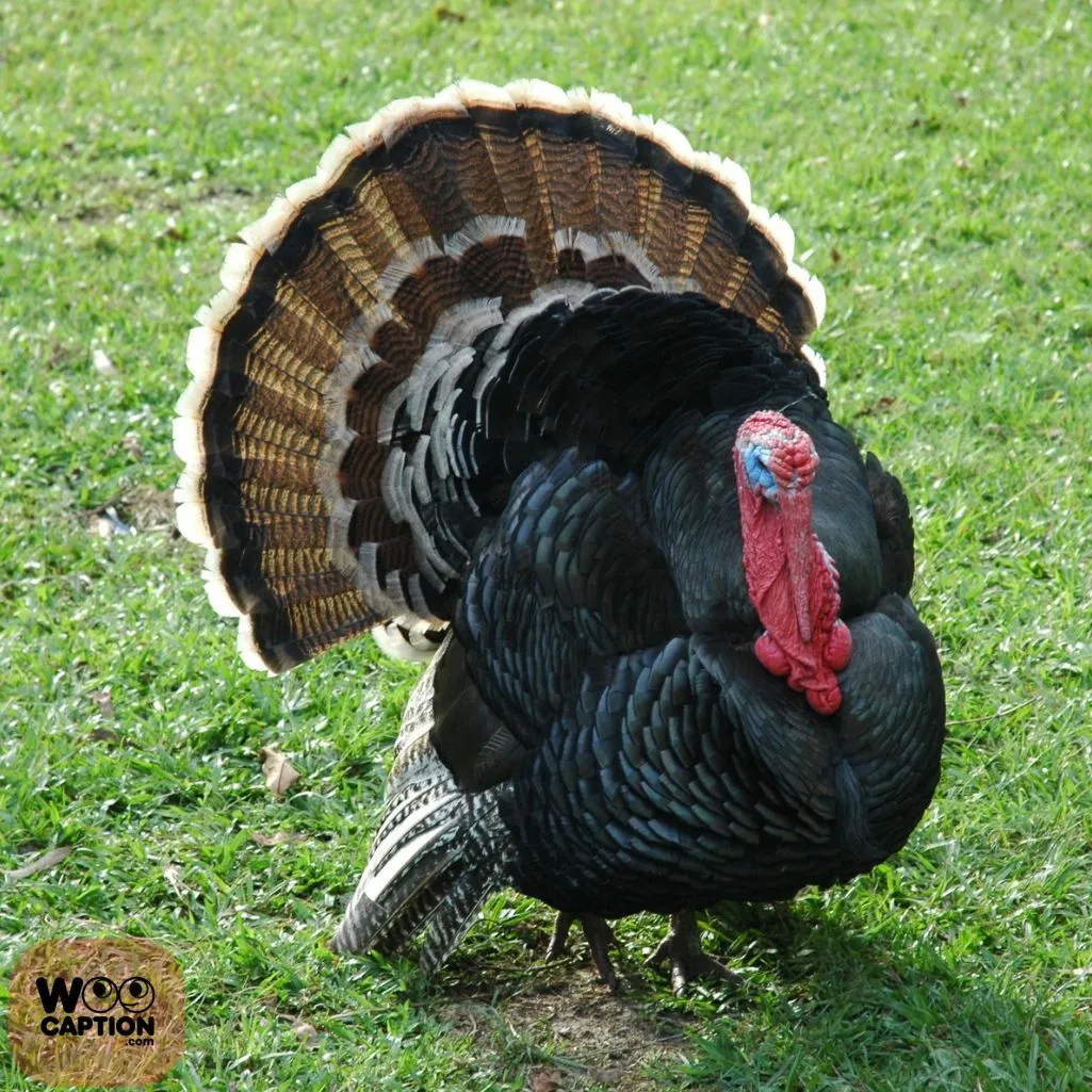 Calling Turkeys