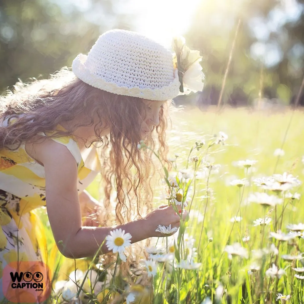 Daisies Are The Flowers
