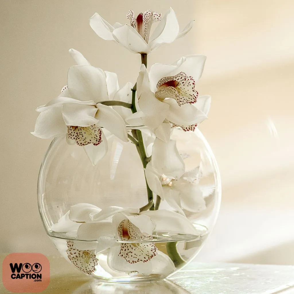Elegance Of White