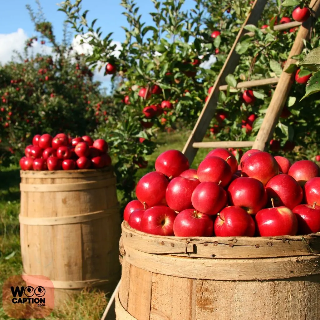 Every Apple