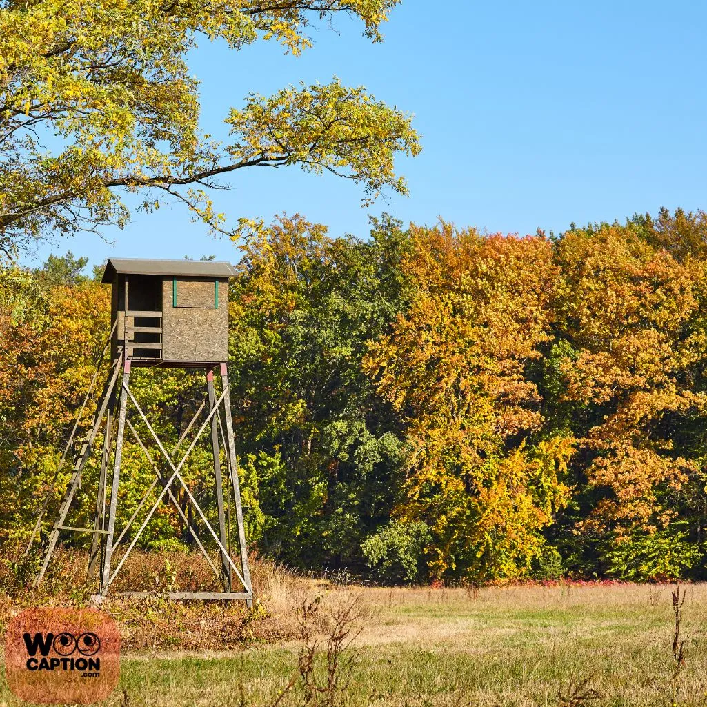 Fall Hunting