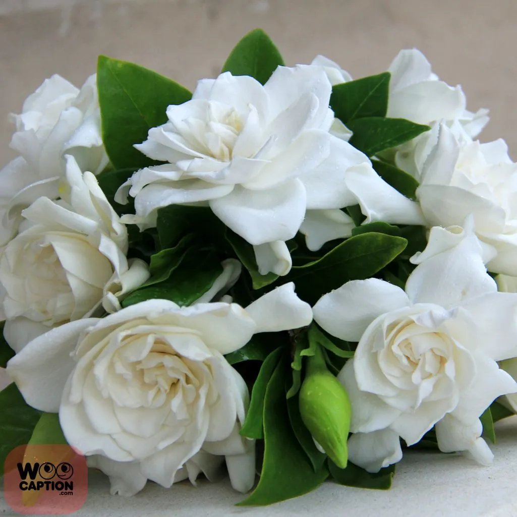 Gardenia Bloom