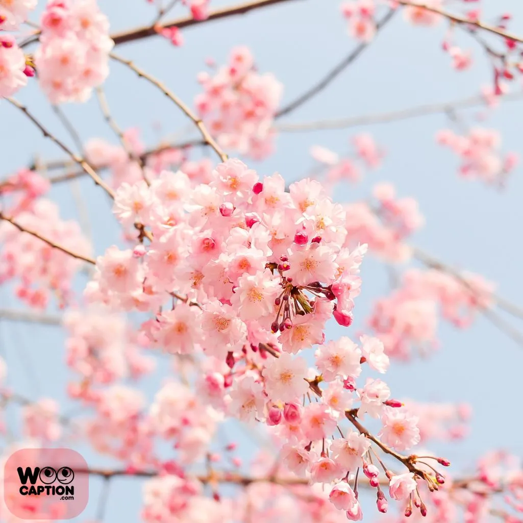 Gentle Pink Tones