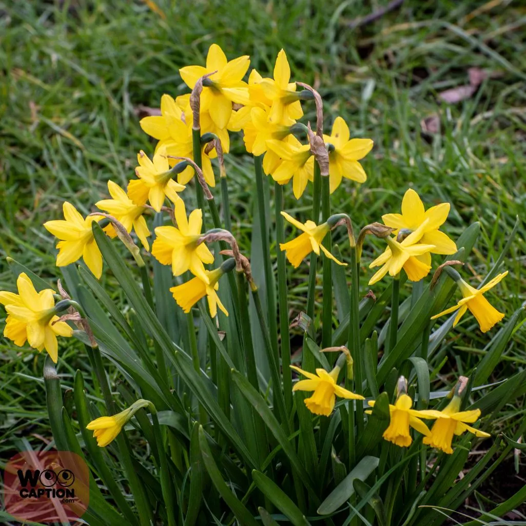 Shoot Daffodils