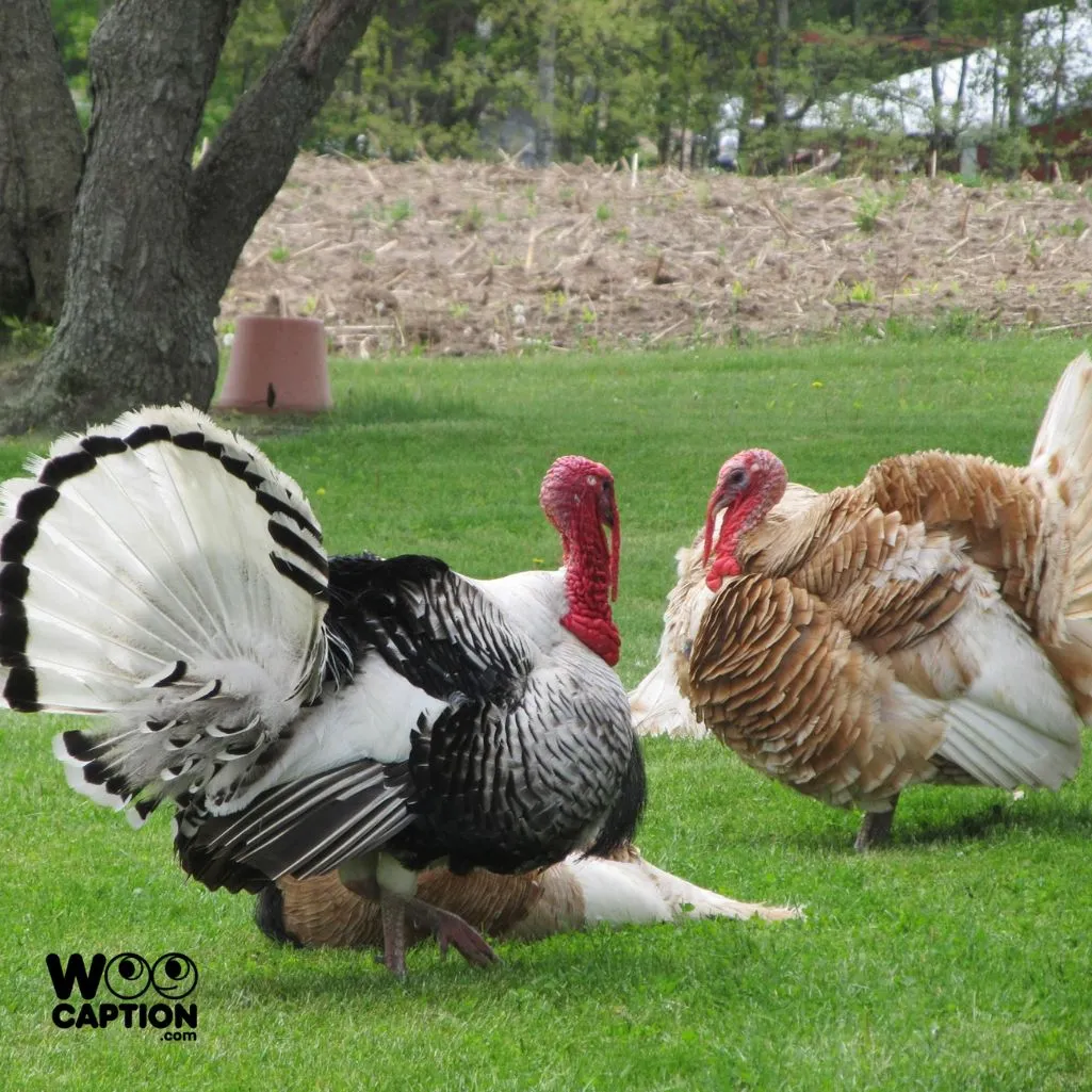 turkey season
