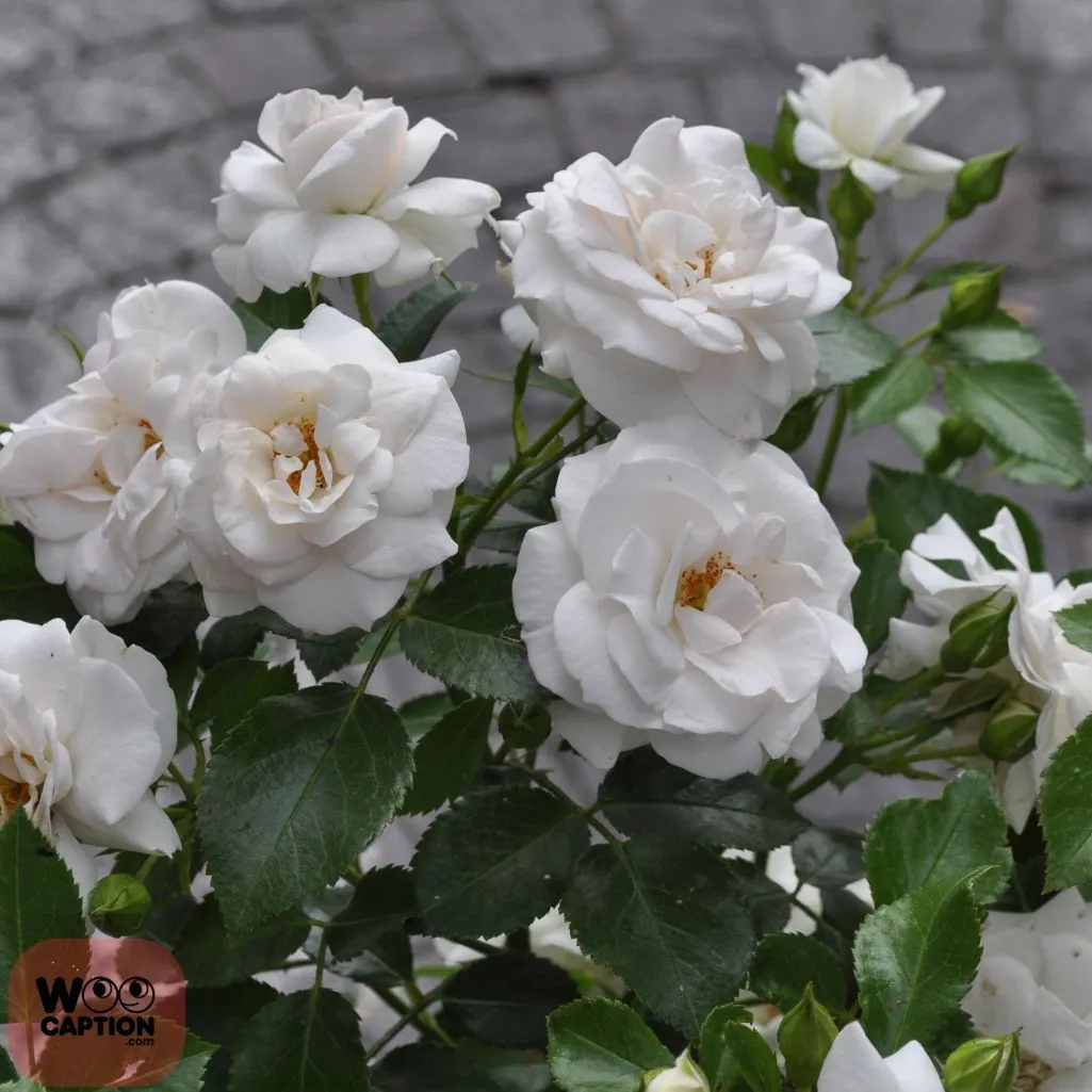 White Flower Is Natures