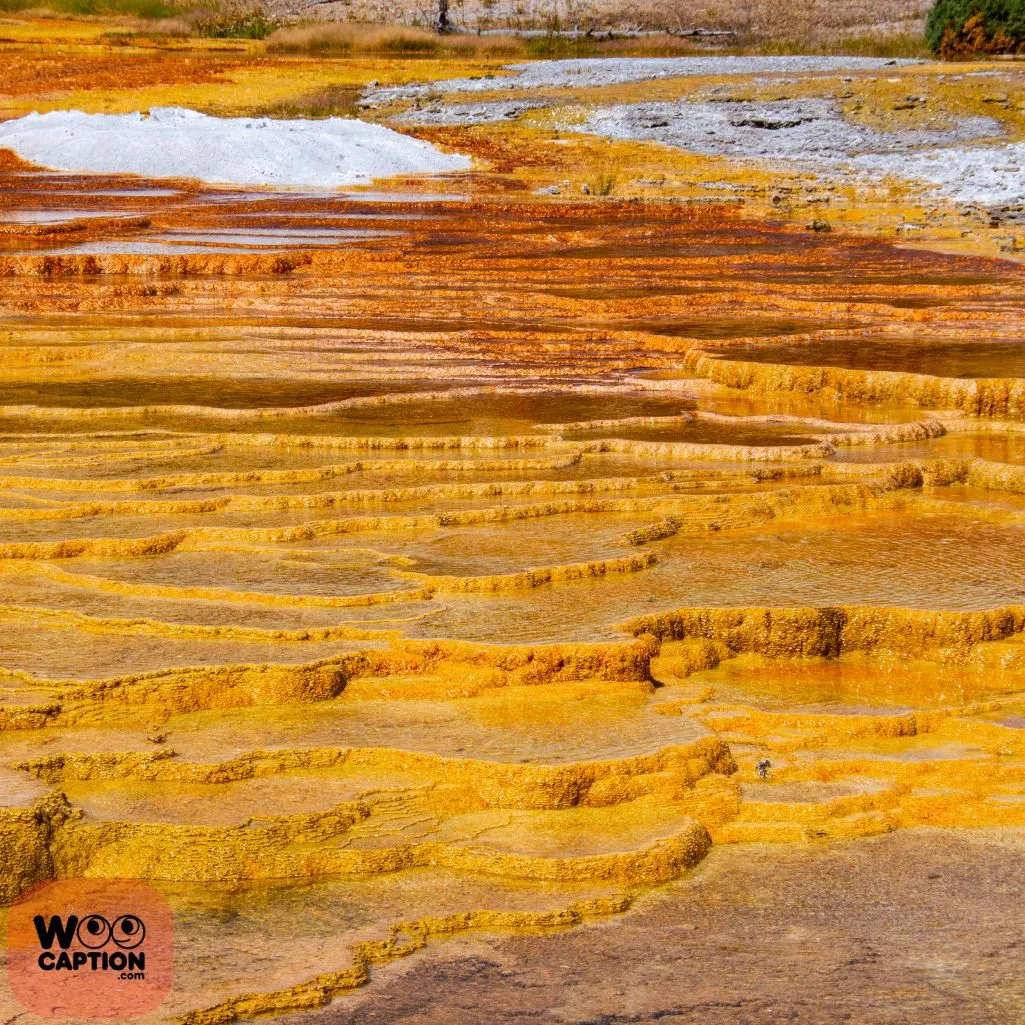 Yellowstone Ecosystem