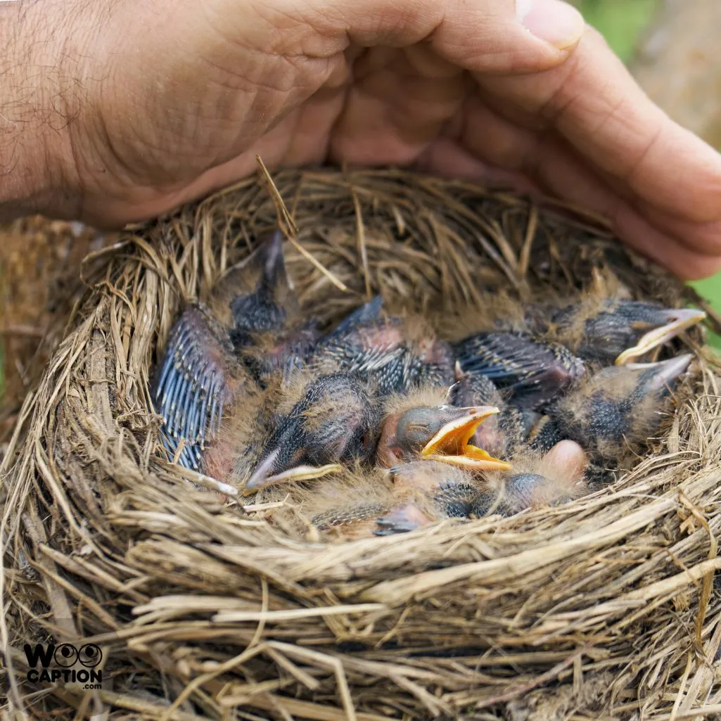 A Little Bit Of Nest
