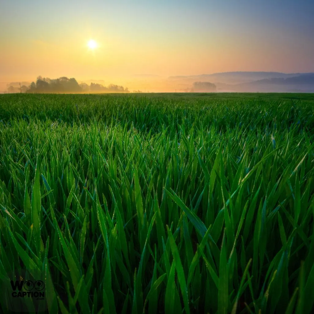 A Sunrise Is Natures