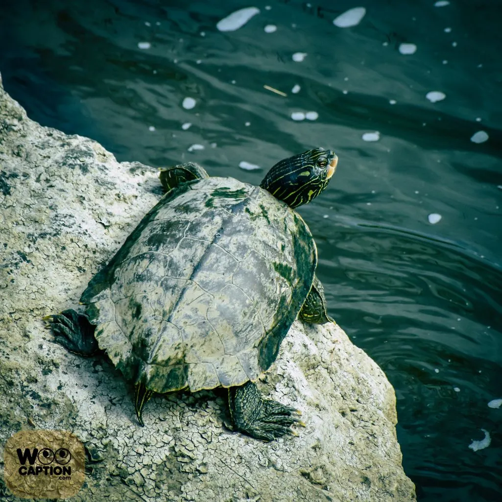 A Turtles Step Is A Step