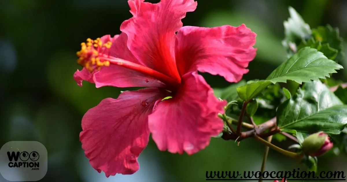 Best Hibiscus Flower Captions