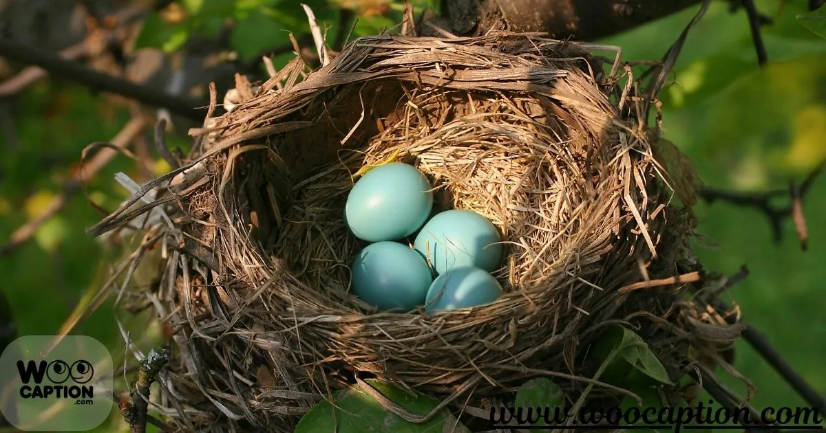 Bird Nest Captions