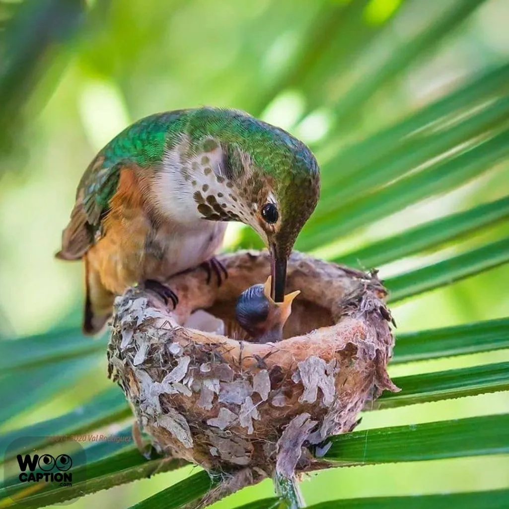 Life Is Better In A Nest