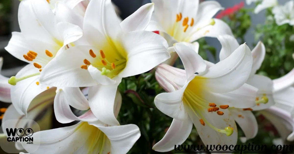 Lily Flower Captions