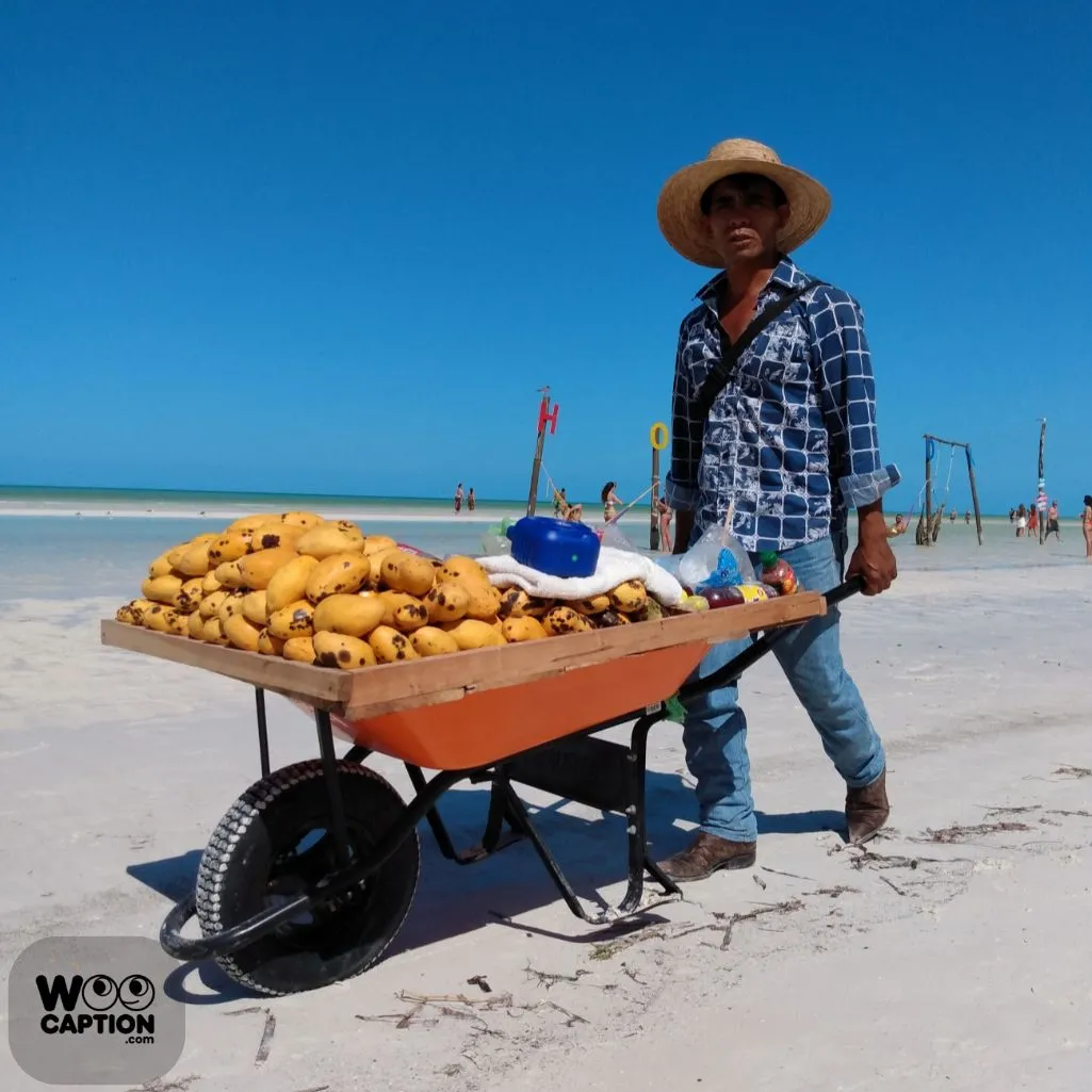 Mangoes Are The Sunshine Of Summer