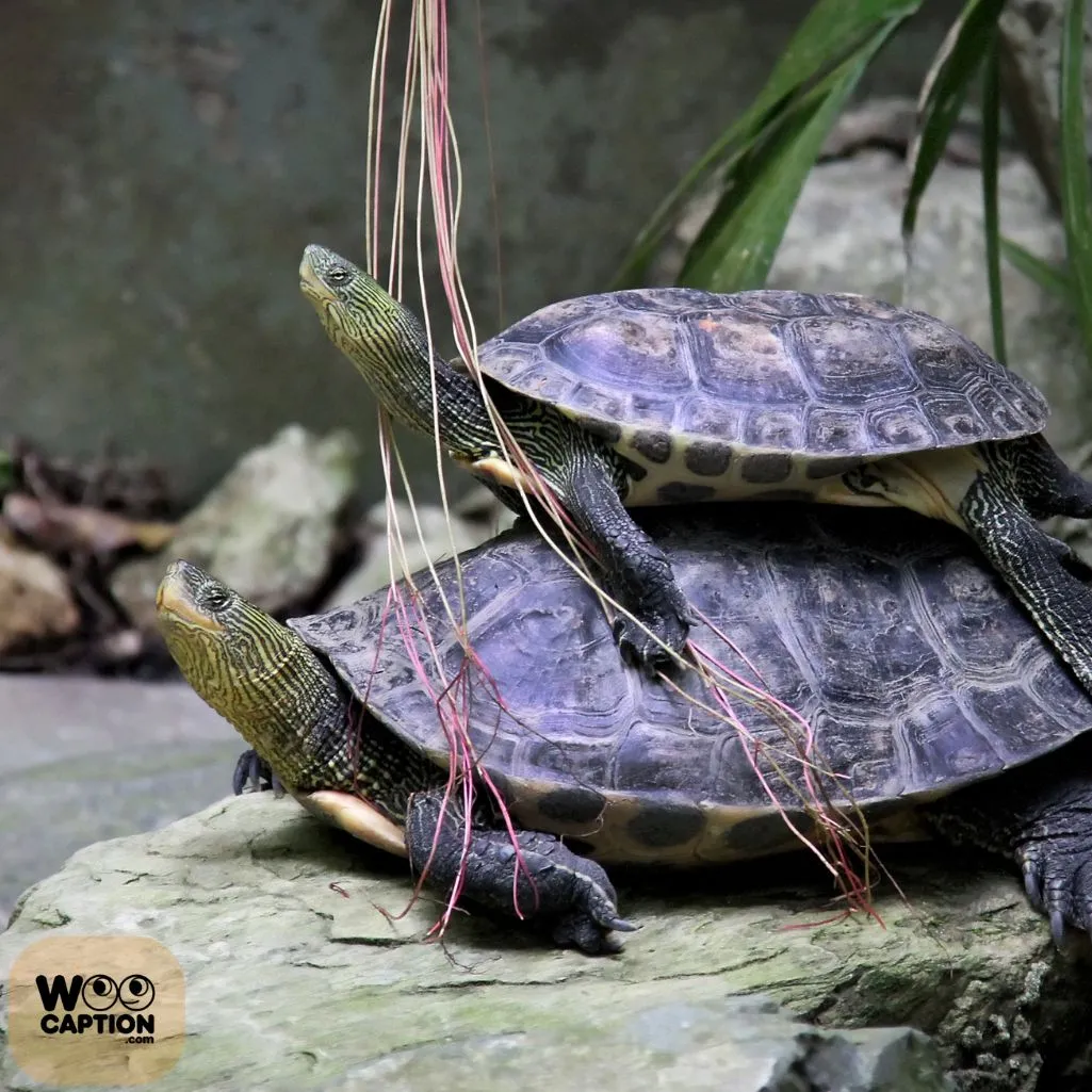 My Turtle Buddy