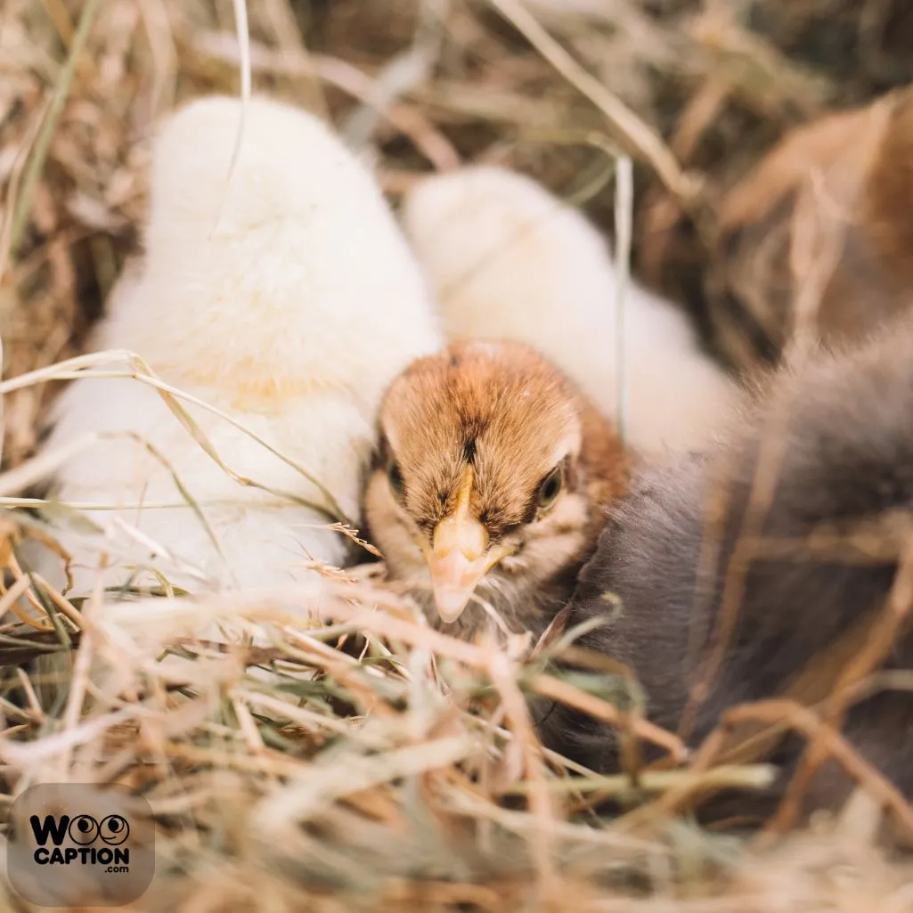 Nests A Perfect Escape