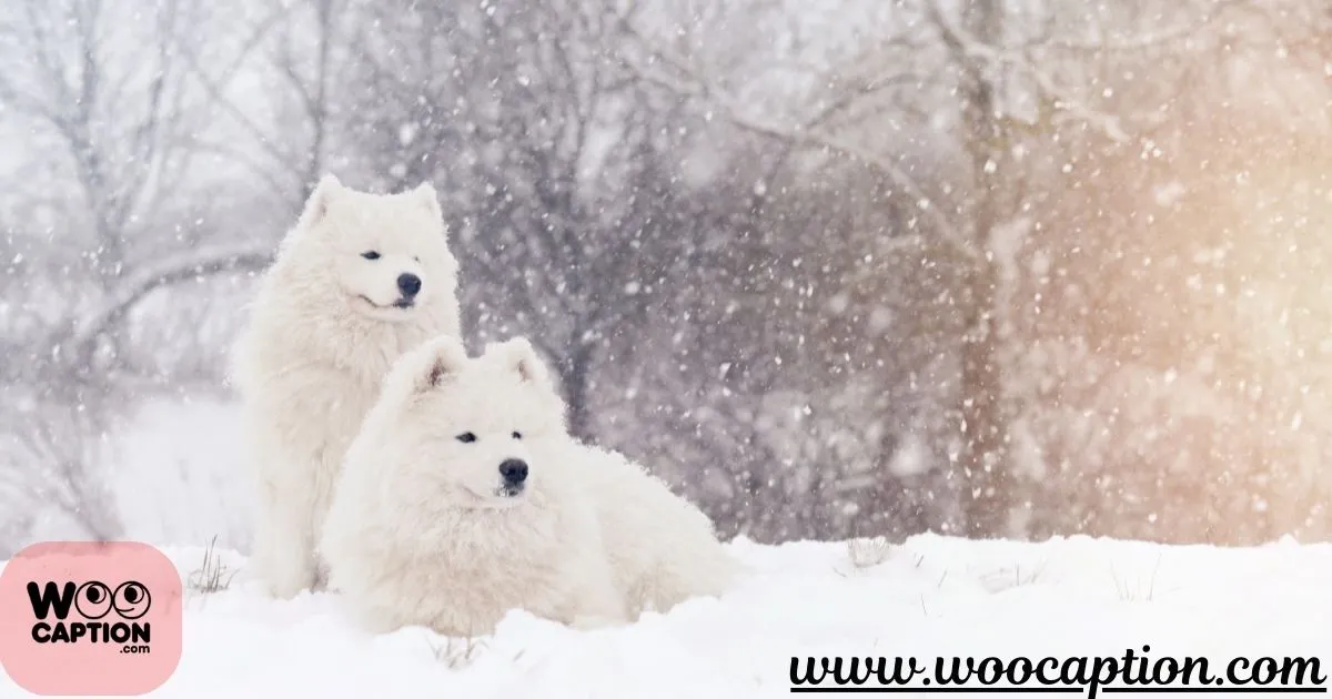 Snow Dog Captions