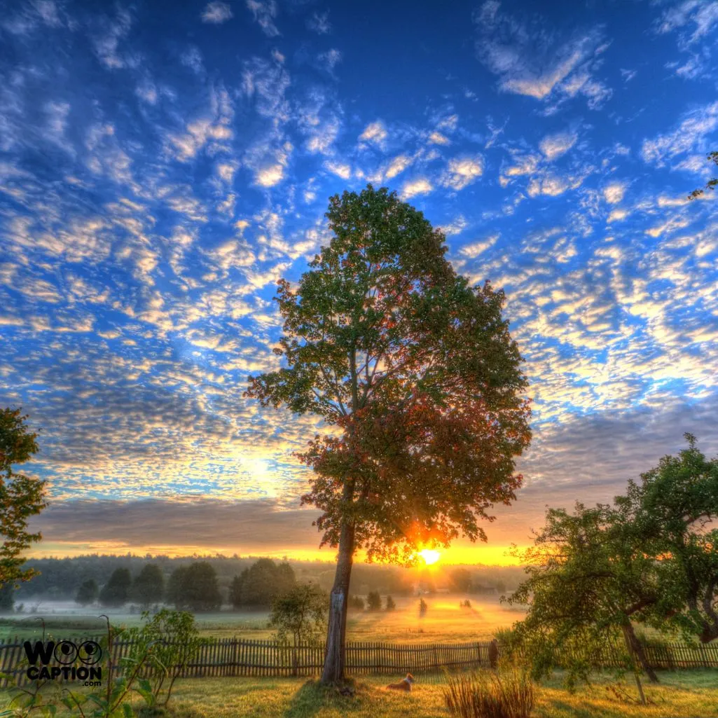 Sunrise Sweetness