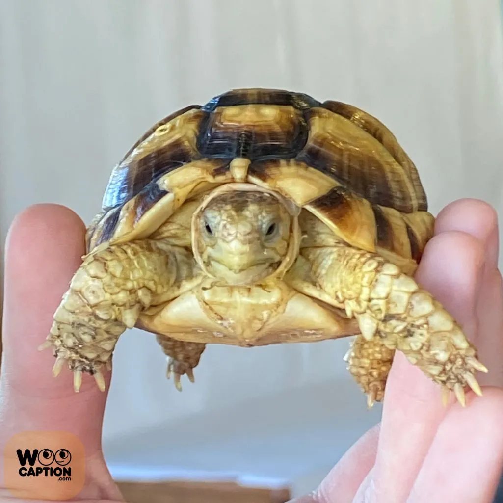 Tortoise Energy Calm