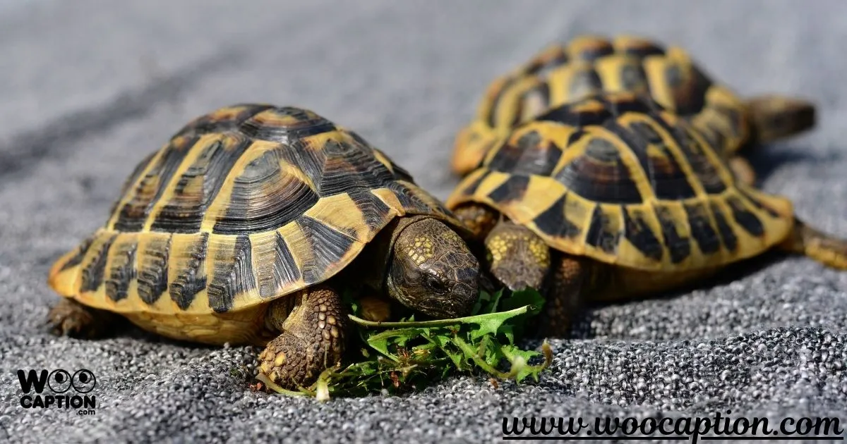 Turtle Captions