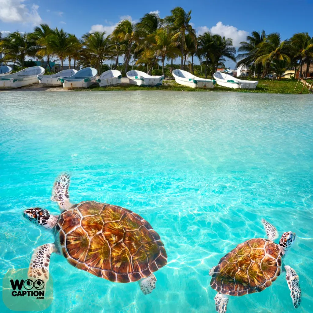 Turtle Love Is The Best