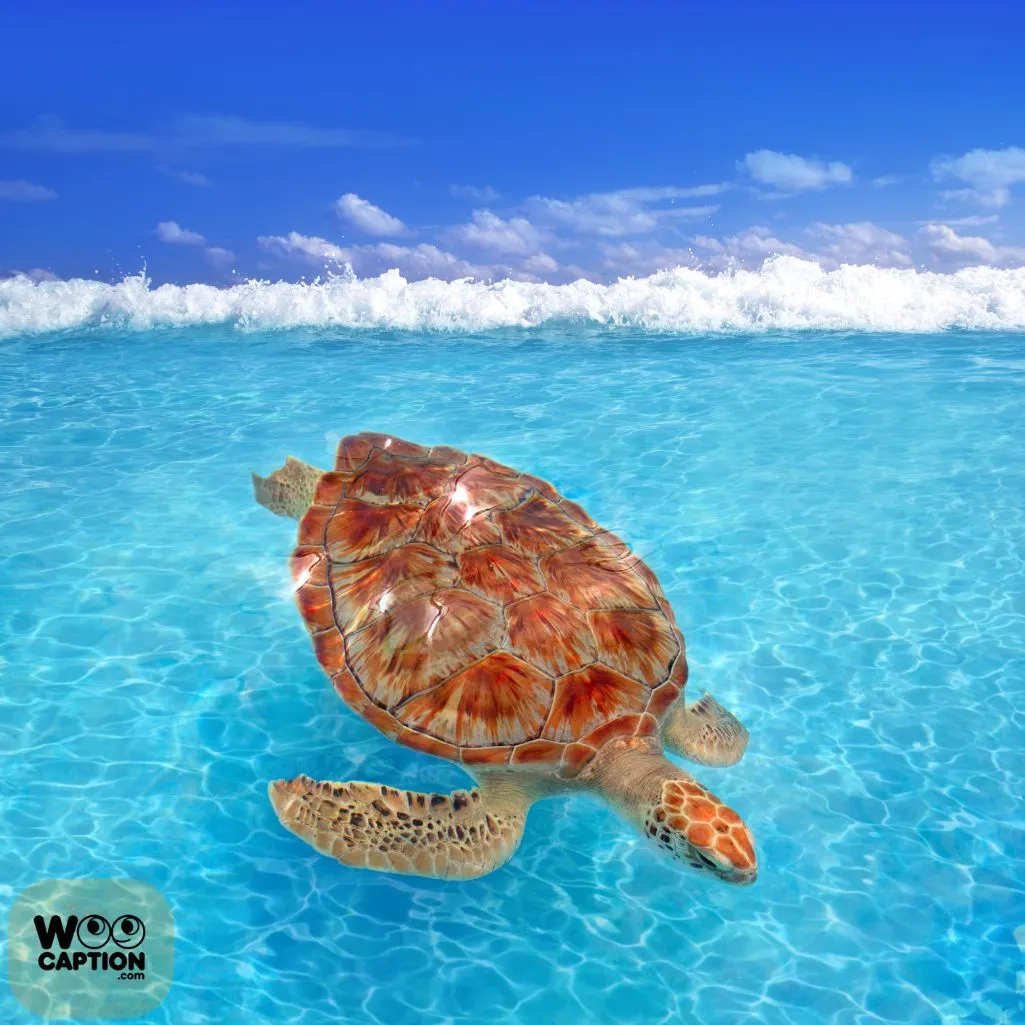 Turtle Moments
