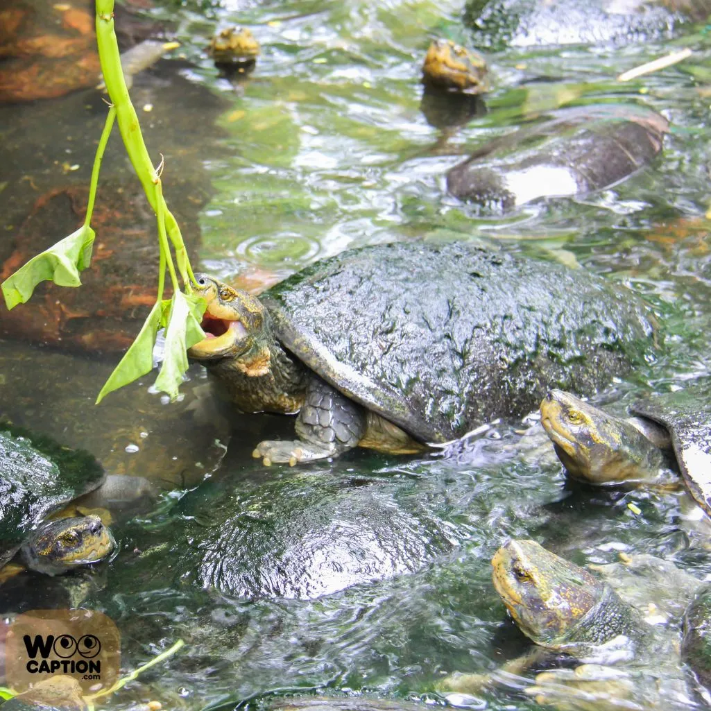 Turtles The Original